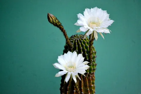仙人掌白色花朵图片 仙人掌白色花朵图片