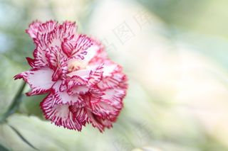 唯美康乃馨图片