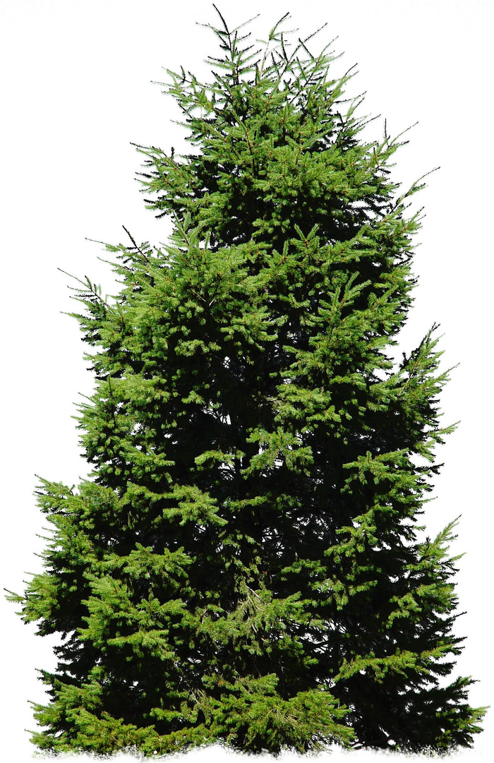 高清树木素材 免抠PSD植物素材 美术绘画园林贴图 树草灌木花草psd模版下载