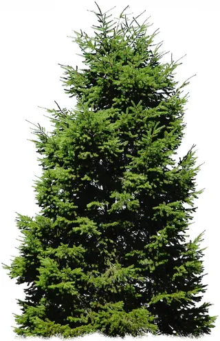 高清树木素材 免抠PSD植物素材 美术绘画园林贴图 树草灌木花草