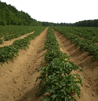 田地农田现代农业