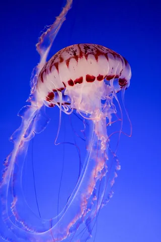 蓝色深海水母摄影图片