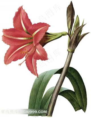 外国大师手绘红色百合花