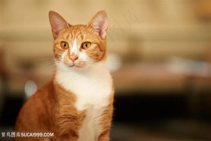 坐着的小黄猫咪图片
