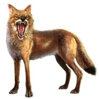 PNG豺狼土狼免抠