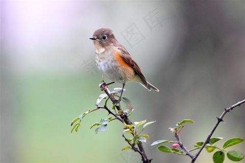 鸟类大全红胁蓝尾鸲素材图片