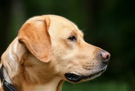 拉布拉多犬高清图片 拉布拉多犬高清图片