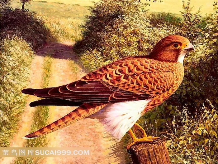 精美手绘雄鹰插画艺术