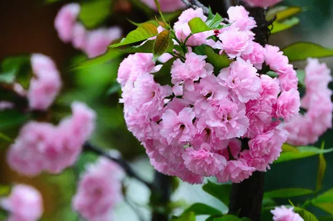 粉色清新樱花图片 粉色清新樱花图片
