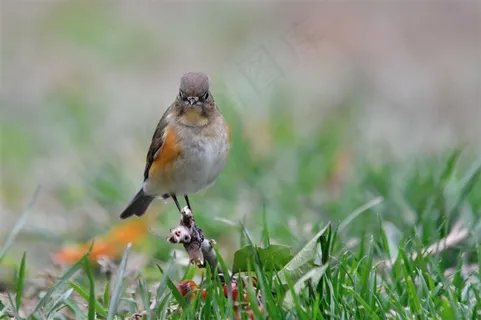 鸟类大全红胁蓝尾鸲图