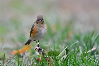 鸟类大全红胁蓝尾鸲图