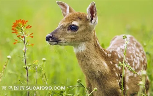 小鹿摄影素材