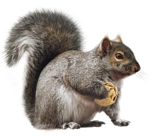 松鼠 PNG免抠(2197x1940)