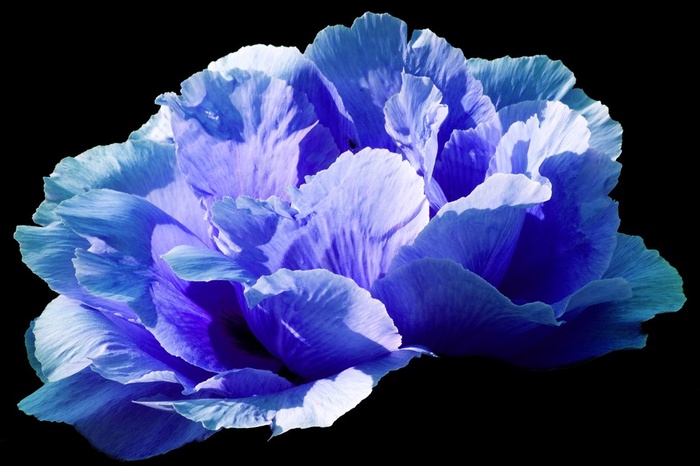 蓝色牡丹高清摄影素材