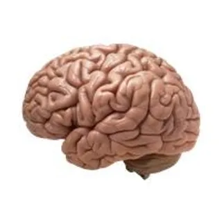 大脑 PNG免抠
