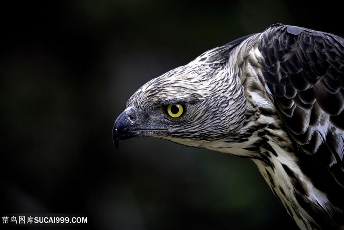 高清眼神凌冽的老鹰图片