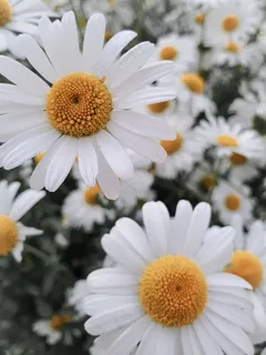 盛开的白雏菊特写图片 盛开的白雏菊特写图片