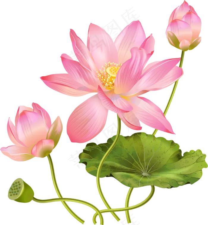 荷花素材 免抠 荷花 复古 中国风 莲花 荷叶 