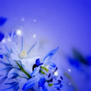 高清紫色的花图片下载