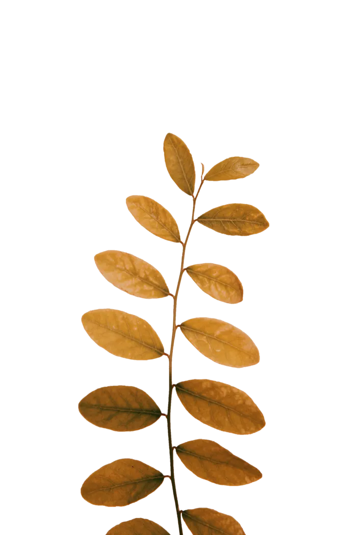 植物树叶枯叶PNG花卉