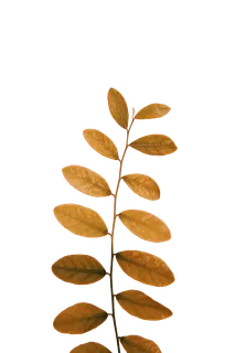 植物树叶枯叶PNG花卉