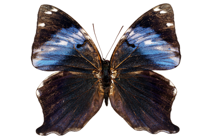 蝴蝶 彩蝶 花蝴蝶 动物 昆虫 免抠