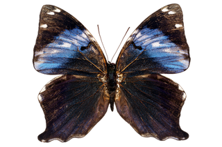 蝴蝶 彩蝶 花蝴蝶 动物 昆虫 免抠