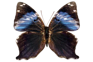 蝴蝶 彩蝶 花蝴蝶 动物 昆虫 免抠