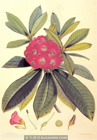 高清唯美植物树叶花瓣装饰画手绘插画