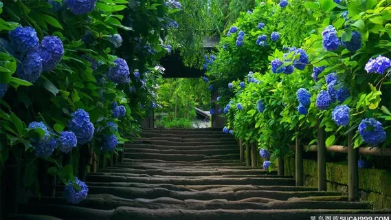 唯美石板路蓝色花朵