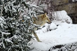从雪山走出来的狼图片
