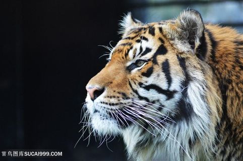 一只望着远处的大老虎侧面摄影图片老虎图片