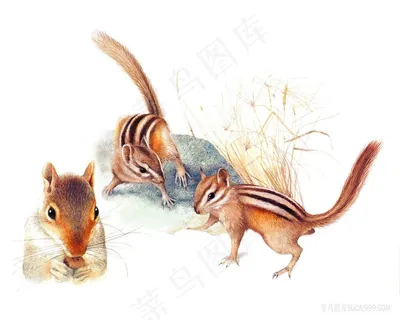 三只松鼠油画 三只松鼠油画