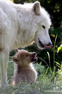 白狼和小狼崽图片
