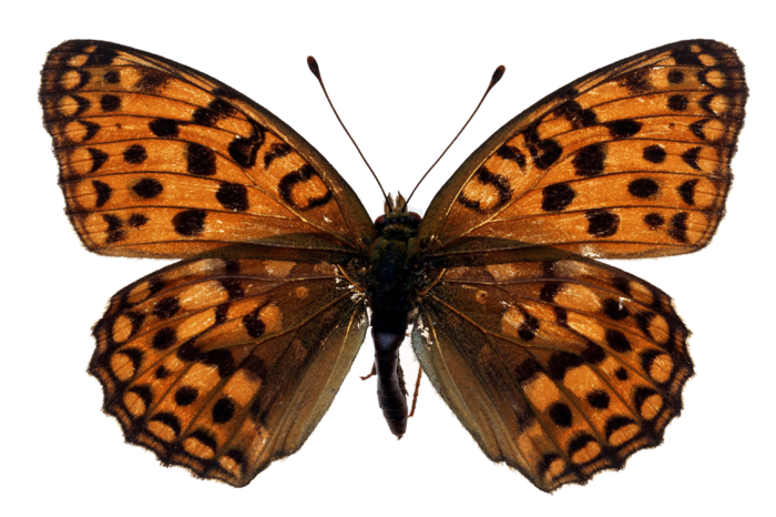 蝴蝶 彩蝶 花蝴蝶 动物 昆虫 免抠