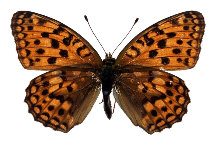 蝴蝶 彩蝶 花蝴蝶 动物 昆虫 免抠