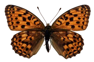 蝴蝶 彩蝶 花蝴蝶 动物 昆虫 免抠