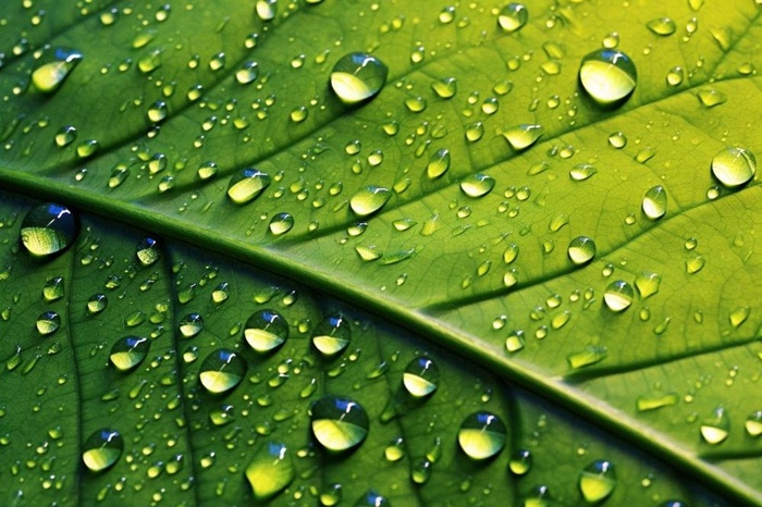 露珠绿叶摄影背景