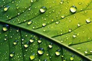 露珠绿叶摄影背景