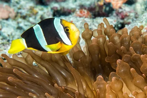 海洋鱼类摄影高清图片