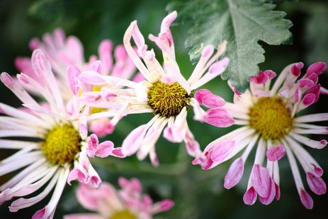 菊花图片下载 菊花图片下载