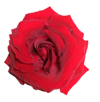 鲜花玫瑰免扣素材