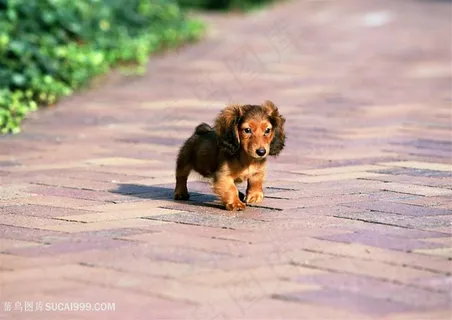 高清可爱路上的小狗狗图片