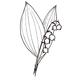 线条草本花卉手绘植物-雪玲花