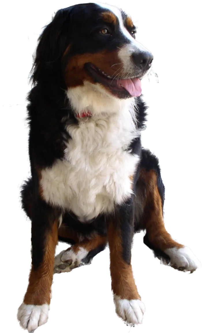 边牧犬动物素材