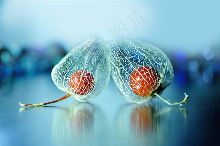 唯美高清干枯的鲜花图片