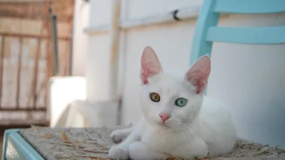 一只小猫双色 一只小猫双色