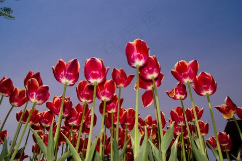 郁金香高清图片下载