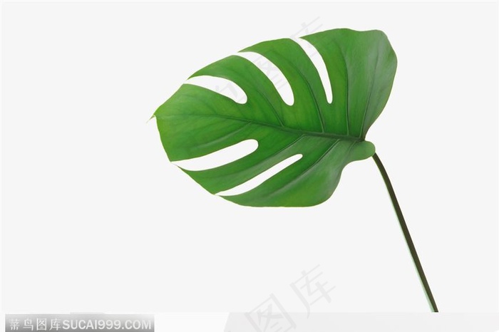 叶片标本（分叉）