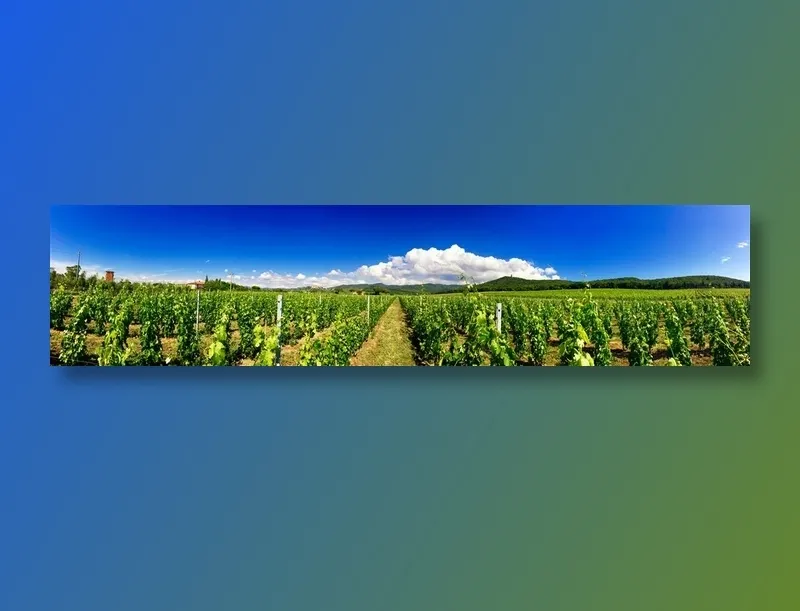 蓝天白云下的藤蔓植物高清摄影